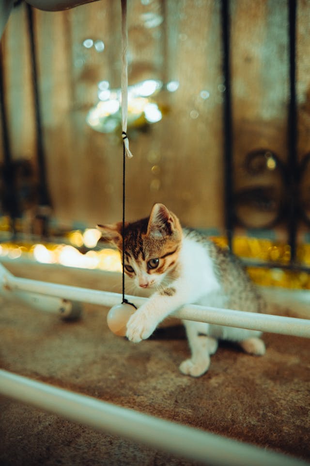 Garde de chat à domicile à Angoulême