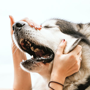 Pet sitting de chien