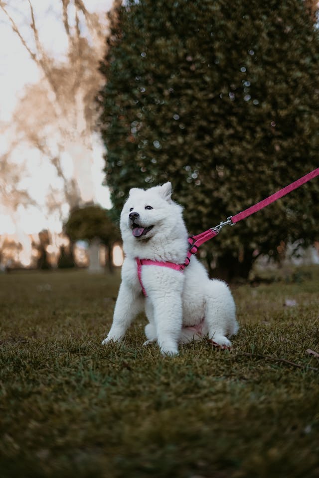 Service de promenade de chien à la longe à Angoulême et en Charente